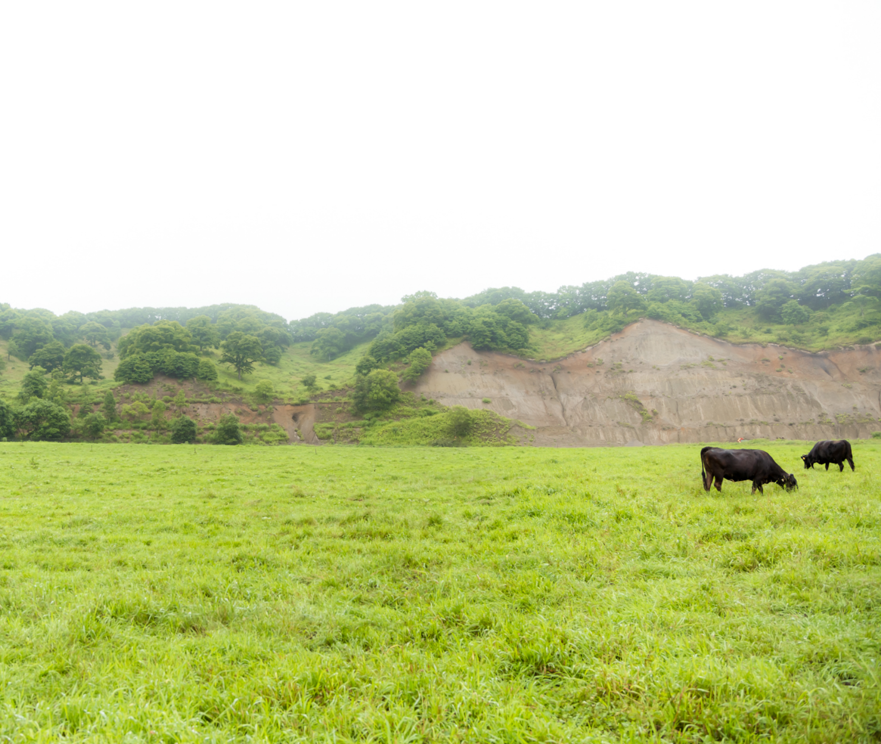 ソウルシグナル｜高濃度なのに臭くない、非変性プラセンタ