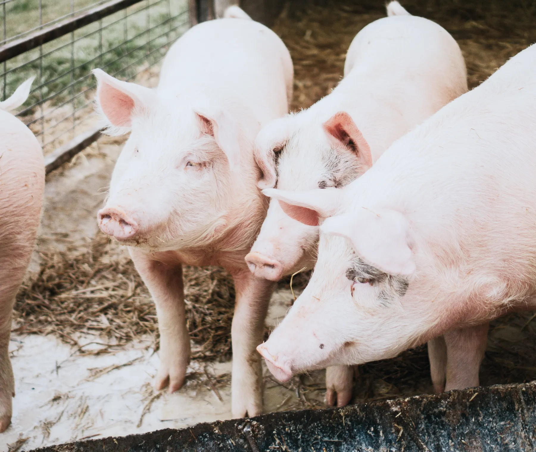 ソウルシグナル