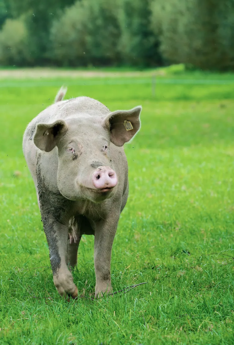 ソウルシグナル