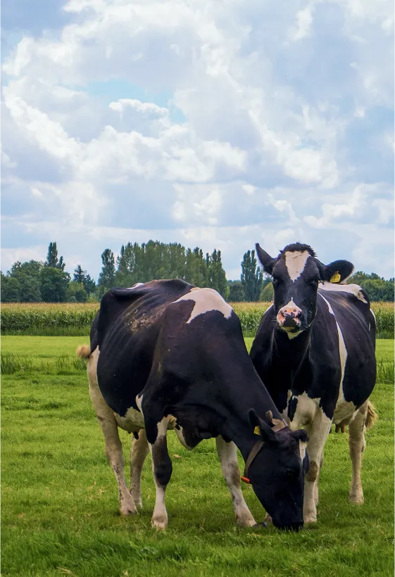 ソウルシグナル