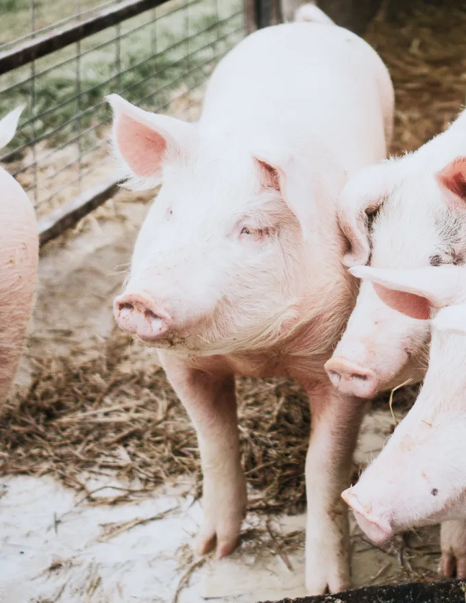 ソウルシグナル